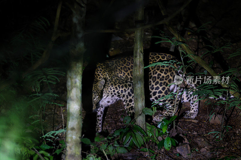 动物:成年雌豹(Panthera pardus)。